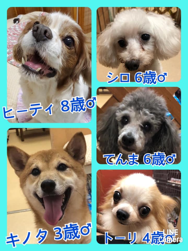 🐾今日の里親様募集中ワンコ🐶メンバーです🐾2020,9,21